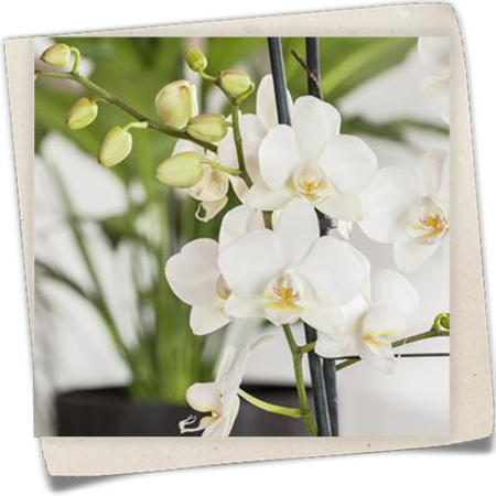 Schmetterlingorchidee 'Tropic Snowball' Schmetterlingorchidee 'Tropic Snowball'