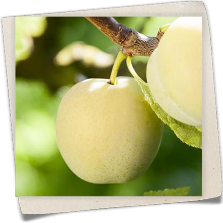 Mirabellenaprikose 'Aprimira' Mirabellenaprikose 'Aprimira'