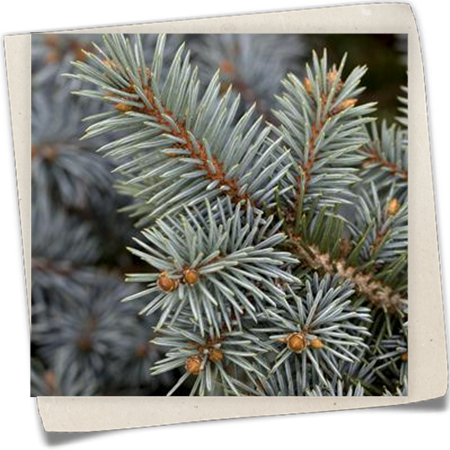 Stechfichte Stechfichte