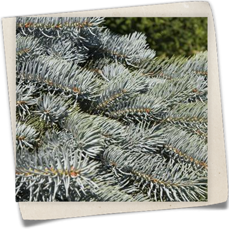 Blaue Hängefichte 'Glauca Pendula' Blaue Hängefichte 'Glauca Pendula'