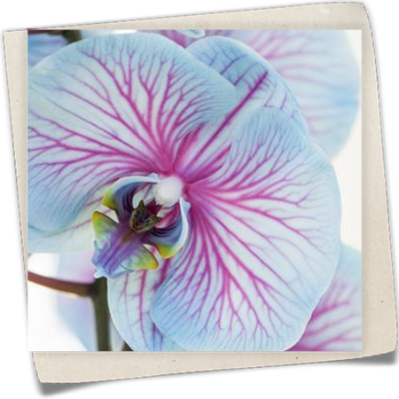 Schmetterlingsorchidee Schmetterlingsorchidee