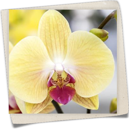 Schmetterlingsorchidee Schmetterlingsorchidee