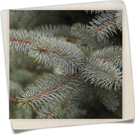 Blaufichte 'Blue Diamond' Blaufichte 'Blue Diamond'