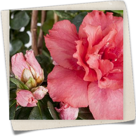 Indische Azalee Indische Azalee