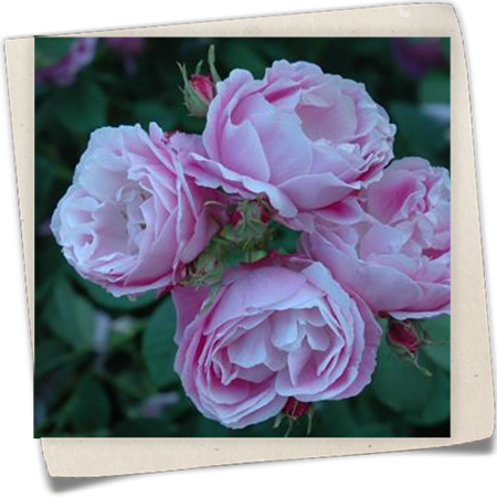 Bourbonrose 'Bourbon Queen' Bourbonrose 'Bourbon Queen'