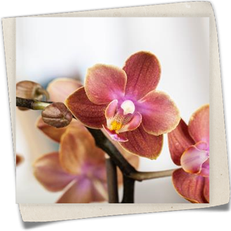 Schmetterlingsorchidee Schmetterlingsorchidee