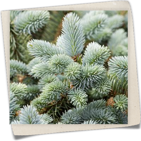 Blaue Stechfichte 'Glauca' Blaue Stechfichte 'Glauca'