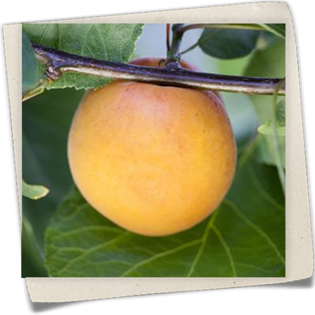 Mirabelle 'Bellamira'® Mirabelle 'Bellamira'®