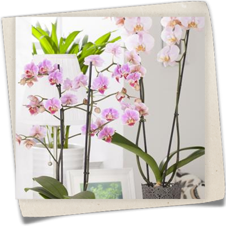 Schmetterlingsorchidee Schmetterlingsorchidee