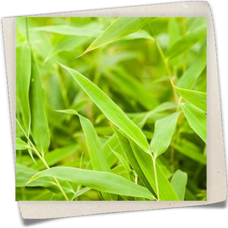 Gartenbambus 'Jumbo' Gartenbambus 'Jumbo'