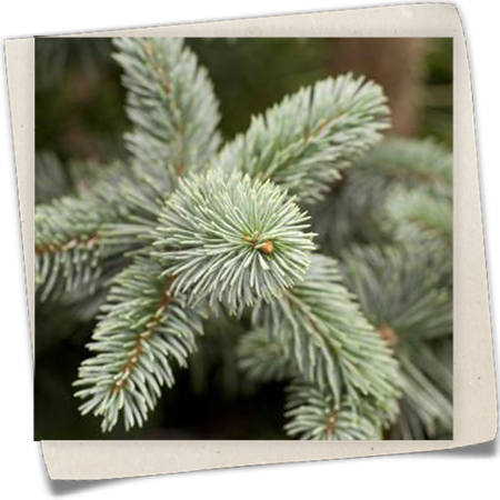 Blaufichte 'Koster' Blaufichte 'Koster'
