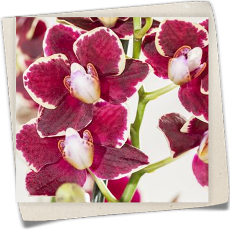 Schmetterlingsorchidee Schmetterlingsorchidee