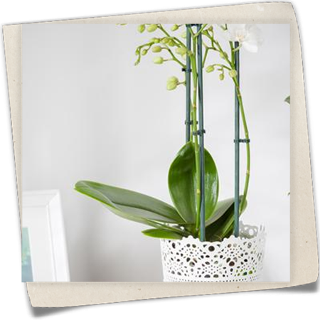 Schmetterlingsorchidee Schmetterlingsorchidee