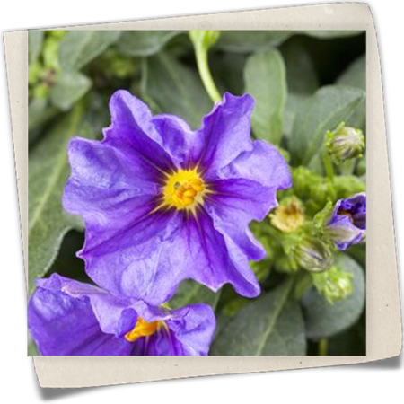 Enzianstrauch Enzianstrauch