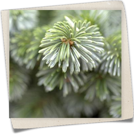 Sitka-Fichte 'Silberzwerg' Sitka-Fichte 'Silberzwerg'