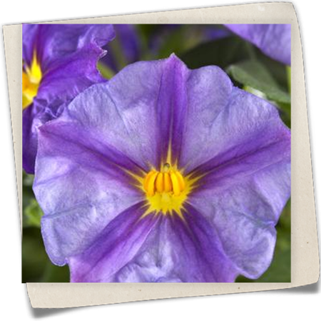 Enzianbaum 'Blue Fountain' Enzianbaum 'Blue Fountain'