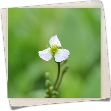 Gewöhnliches Pfeilkraut Gewöhnliches Pfeilkraut