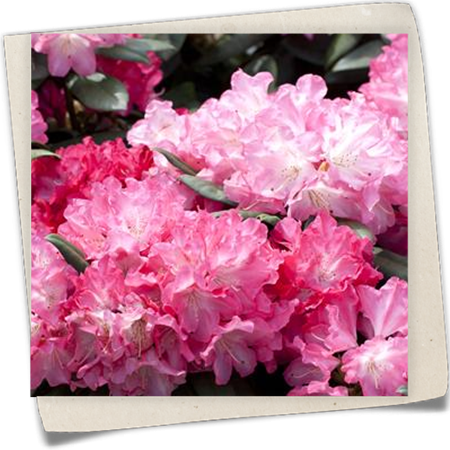 Rhododendron 'Anuschka' Rhododendron 'Anuschka'