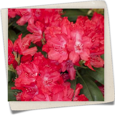 Yaku-Rhododendron 'Astrid'® Yaku-Rhododendron 'Astrid'®