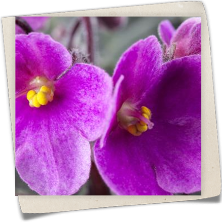 Echtes Usambaraveilchen Echtes Usambaraveilchen