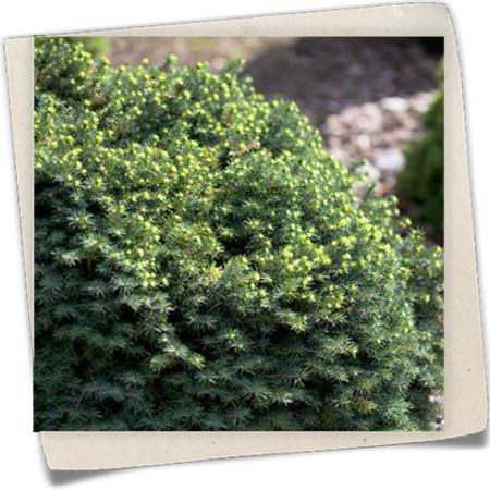 Serbische Fichte 'Karel' Serbische Fichte 'Karel'