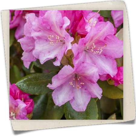 Yaku-Rhododendron 'Blurettia' Yaku-Rhododendron 'Blurettia'