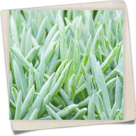 Greiskraut Greiskraut