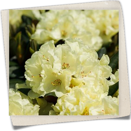 Rhododendron 'Bohlken´s Laura' Rhododendron 'Bohlken´s Laura'