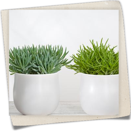 Greiskraut Greiskraut