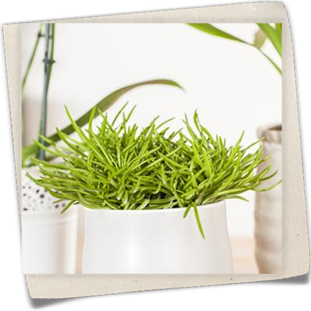 Greiskraut Greiskraut