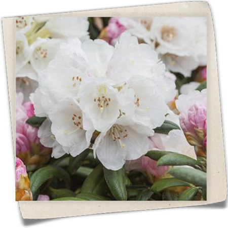 Rhododendron 'Koichiro Wada' Rhododendron 'Koichiro Wada'