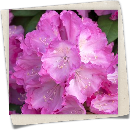 Yaku-Rhododendron 'Polaris' Yaku-Rhododendron 'Polaris'