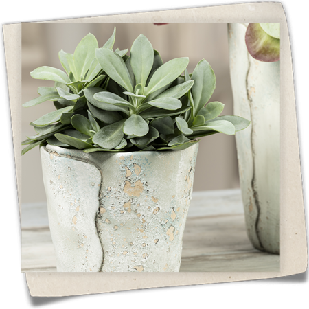 Kreuzkraut 'Mountain Fire' Kreuzkraut 'Mountain Fire'