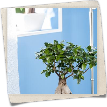 Chinesische Feige 'Ginseng' Chinesische Feige 'Ginseng'