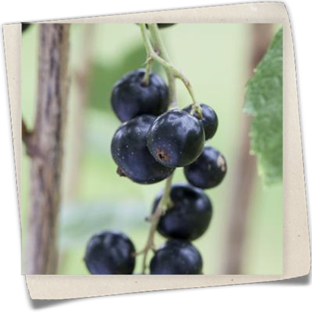 Schwarze Johannisbeere Schwarze Johannisbeere