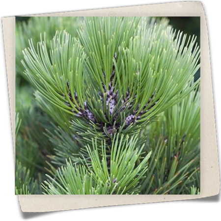 Bosnische Kiefer 'Den Ouden' Bosnische Kiefer 'Den Ouden'