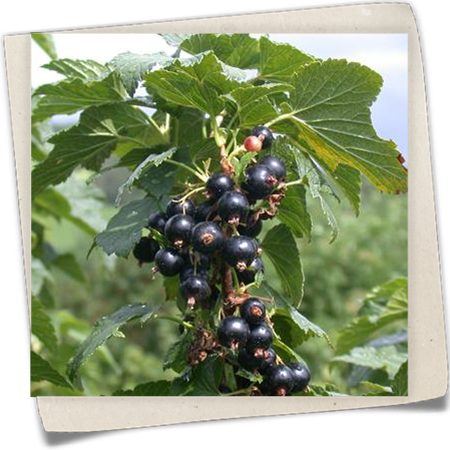 Johannisbeere 'Ben Alder'(s) Johannisbeere 'Ben Alder'(s)