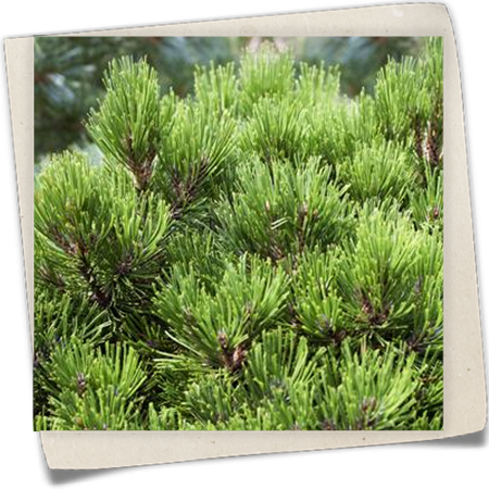 Schlangenhaut-Kiefer 'Schmidtii' Schlangenhaut-Kiefer 'Schmidtii'