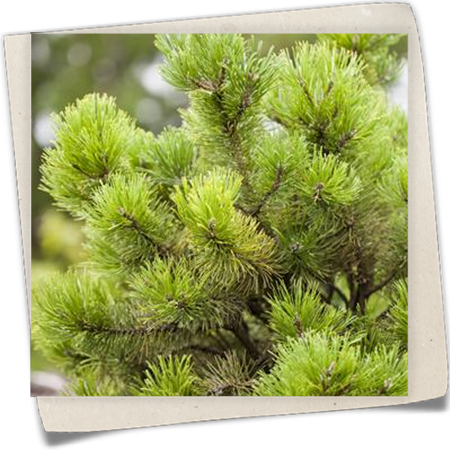 Berg-Kiefer Berg-Kiefer