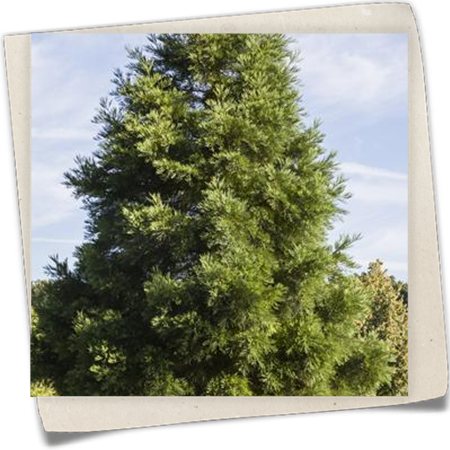 Kalifornischer Mammutbaum Kalifornischer Mammutbaum