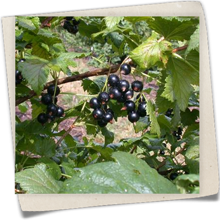 Johannisbeere 'Dr.Bauers Ometa'(s) Johannisbeere 'Dr.Bauers Ometa'(s)