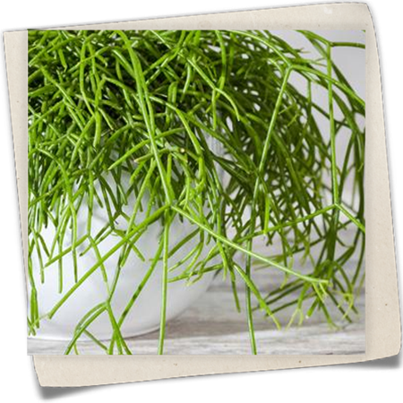 Binsenkaktus Binsenkaktus