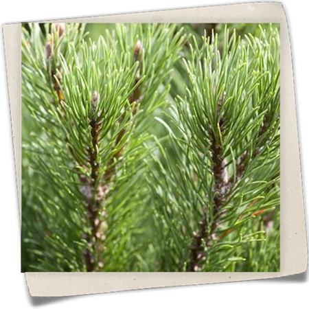 Berg-Kiefer 'Carsten's Wintergold' Berg-Kiefer 'Carsten's Wintergold'