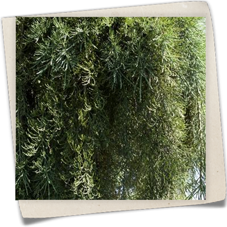 Riesen-Mammutbaum 'Pendulum' Riesen-Mammutbaum 'Pendulum'