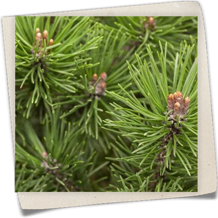 Kugel-Kiefer 'Mops' Kugel-Kiefer 'Mops'