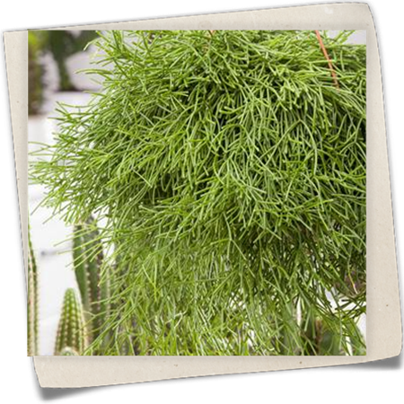 Binsenkaktus Binsenkaktus