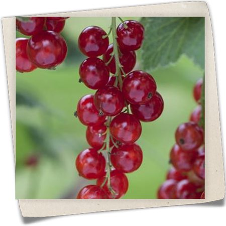 Rote Johannisbeere Rote Johannisbeere