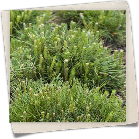 Krummholz-Kiefer Krummholz-Kiefer