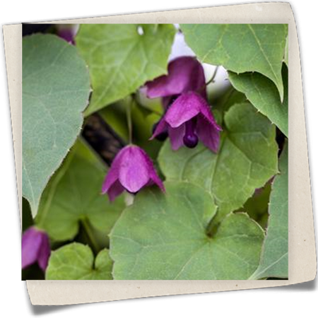 Purpurglöckchen Purpurglöckchen