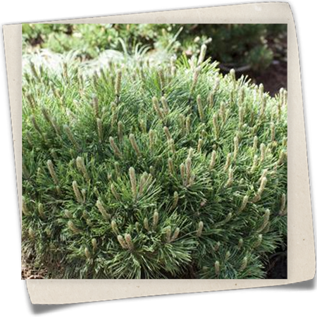 Niedrige Krüppelkiefer Niedrige Krüppelkiefer